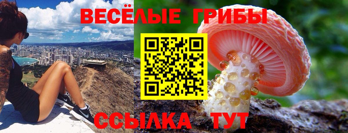 Псилоцибиновые грибы Psilocybine cubensis Дивногорск